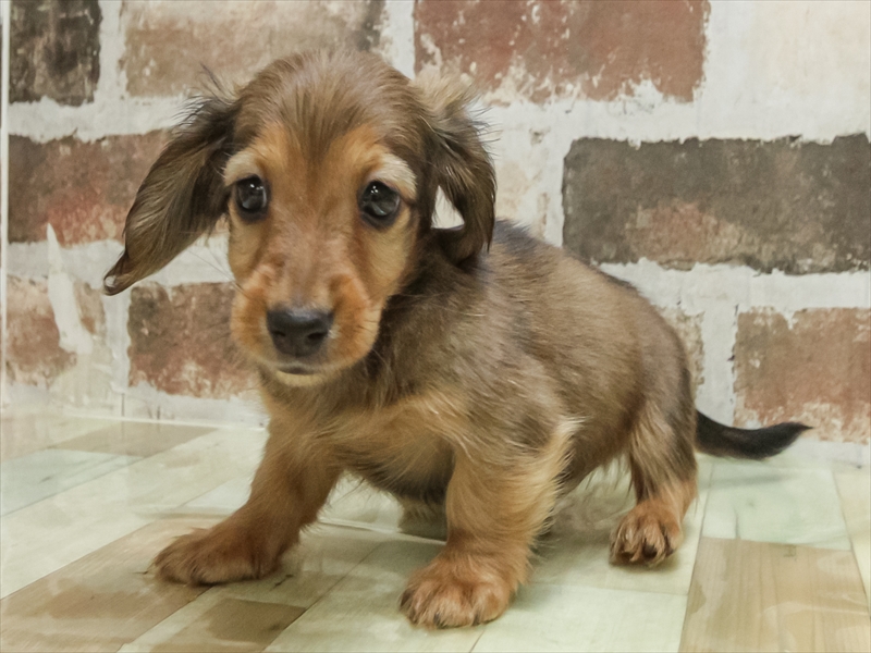 大阪府のカニンヘンダックスフンド(ロング) (ワンラブららぽーと堺店/2025年10月11日生まれ/男の子/レッド)の子犬の2枚目の画像