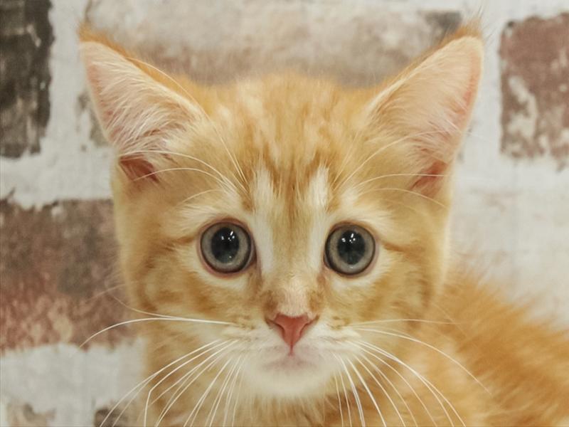 宮崎県のミヌエット (ワンラブｽｰﾊﾟｰｾﾝﾀｰﾆｼﾑﾀ五十市店/2025年10月9日生まれ/男の子/レッドタビー)の子猫の1枚目の画像