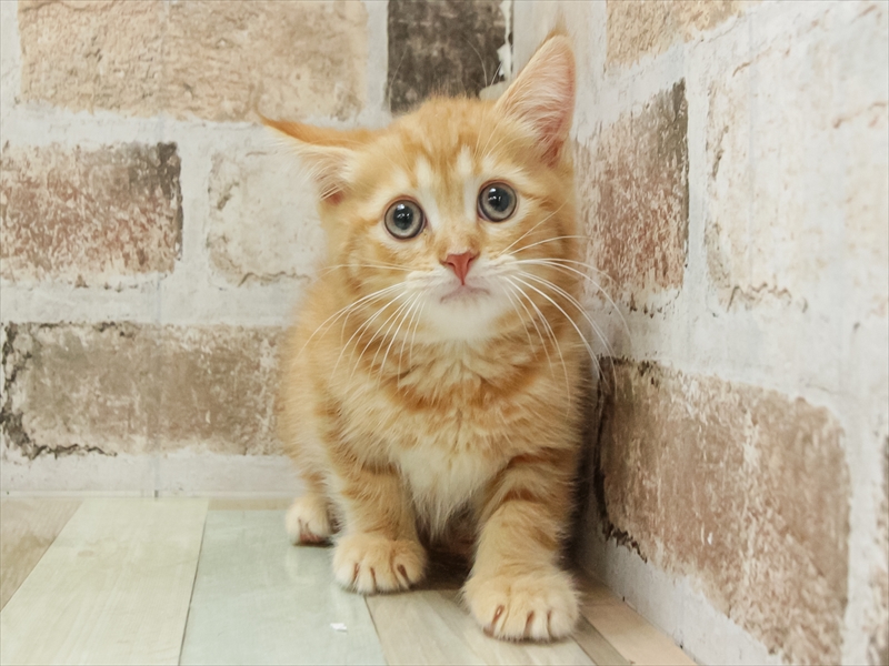 宮崎県のミヌエット (ワンラブｽｰﾊﾟｰｾﾝﾀｰﾆｼﾑﾀ五十市店/2025年10月9日生まれ/男の子/レッドタビー)の子猫の3枚目の画像