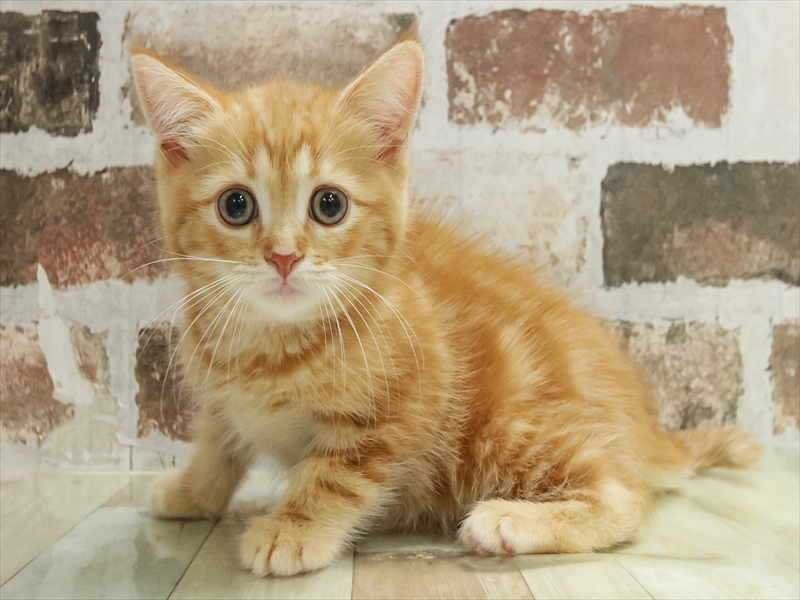 宮崎県のミヌエット (ワンラブｽｰﾊﾟｰｾﾝﾀｰﾆｼﾑﾀ五十市店/2025年10月9日生まれ/男の子/レッドタビー)の子猫の2枚目の画像