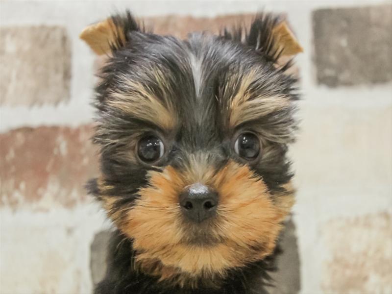 愛知県のヨークシャーテリア (ワンラブ名古屋守山インター総本店/2025年10月9日生まれ/男の子/スチールブルータン)の子犬の1枚目の画像