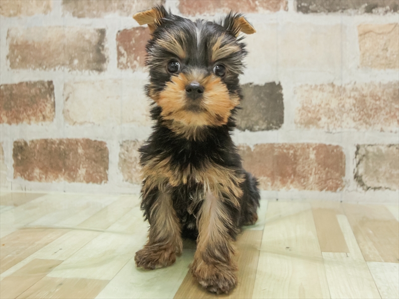 愛知県のヨークシャーテリア (ワンラブ名古屋守山インター総本店/2025年10月9日生まれ/男の子/スチールブルータン)の子犬の3枚目の画像