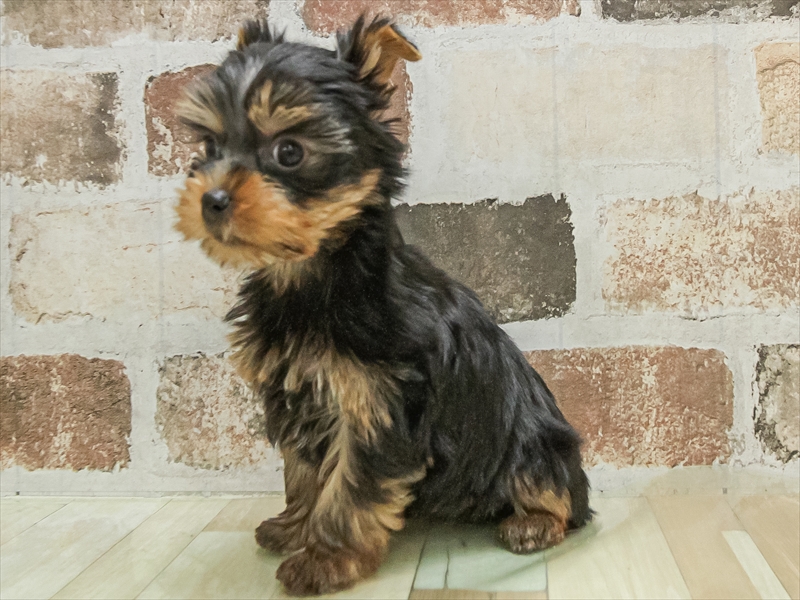 愛知県のヨークシャーテリア (ワンラブ名古屋守山インター総本店/2025年10月9日生まれ/男の子/スチールブルータン)の子犬の2枚目の画像