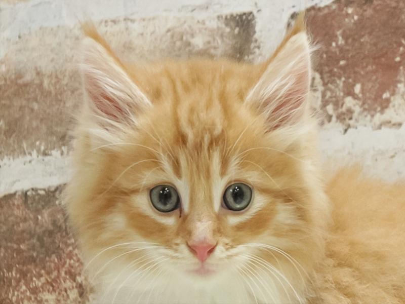 鹿児島県のノルウェージャンフォレストキャット (ワンラブニシムタ与次郎店/2025年10月12日生まれ/男の子/レッドタビーホワイト)の子猫の1枚目の画像