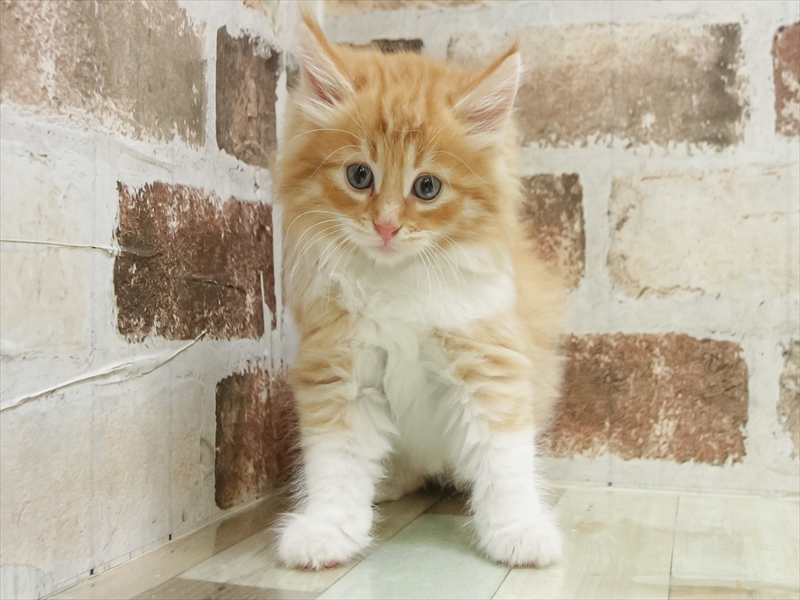 鹿児島県のノルウェージャンフォレストキャット (ワンラブニシムタ与次郎店/2025年10月12日生まれ/男の子/レッドタビーホワイト)の子猫の3枚目の画像