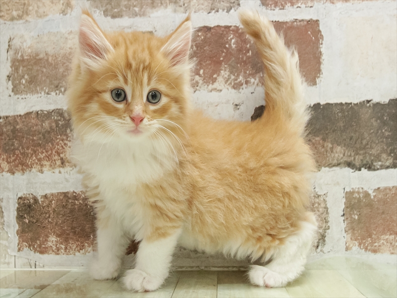 鹿児島県のノルウェージャンフォレストキャット (ワンラブニシムタ与次郎店/2025年10月12日生まれ/男の子/レッドタビーホワイト)の子猫の2枚目の画像