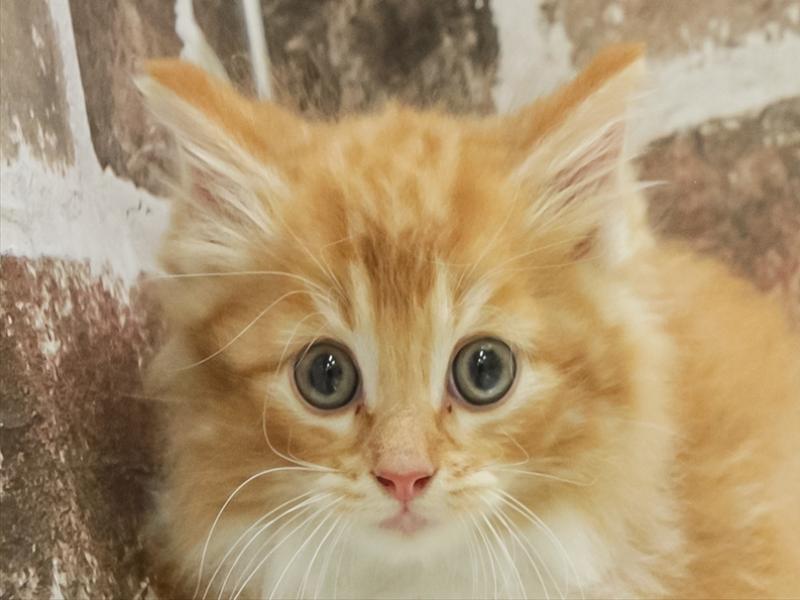 宮崎県のノルウェージャンフォレストキャット (ワンラブｽｰﾊﾟｰｾﾝﾀｰﾆｼﾑﾀ五十市店/2025年10月12日生まれ/男の子/レッドタビーホワイト)の子猫の1枚目の画像