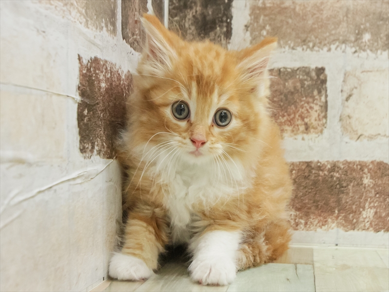 宮崎県のノルウェージャンフォレストキャット (ワンラブｽｰﾊﾟｰｾﾝﾀｰﾆｼﾑﾀ五十市店/2025年10月12日生まれ/男の子/レッドタビーホワイト)の子猫の3枚目の画像