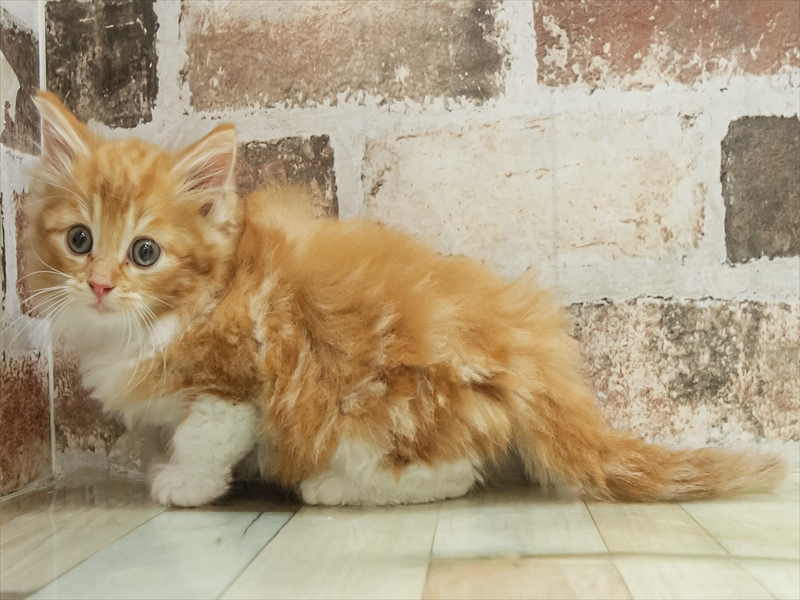 宮崎県のノルウェージャンフォレストキャット (ワンラブｽｰﾊﾟｰｾﾝﾀｰﾆｼﾑﾀ五十市店/2025年10月12日生まれ/男の子/レッドタビーホワイト)の子猫の2枚目の画像