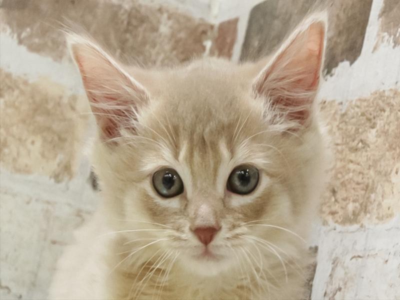 鹿児島県のソマリ (ワンラブニシムタ N'sCITY谷山店/2025年10月7日生まれ/男の子/フォーン)の子猫の1枚目の画像