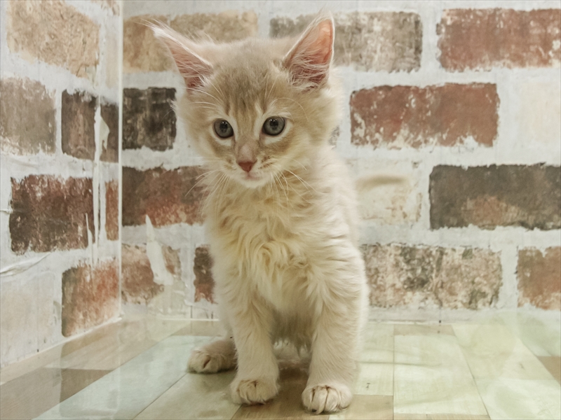 鹿児島県のソマリ (ワンラブニシムタ N'sCITY谷山店/2025年10月7日生まれ/男の子/フォーン)の子猫の3枚目の画像