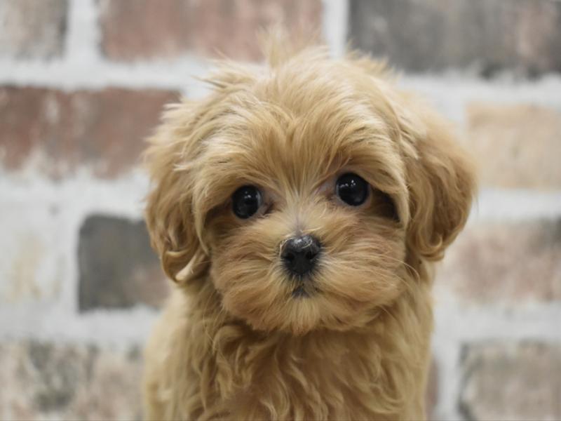 三重県のマルプー(マルチーズ×プードル) (ワンラブMEGA ドン・キホーテ四日市店/2025年10月10日生まれ/女の子/レッド)の子犬の1枚目の画像