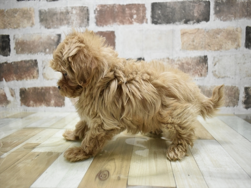 三重県のマルプー(マルチーズ×プードル) (ワンラブMEGA ドン・キホーテ四日市店/2025年10月10日生まれ/女の子/レッド)の子犬の3枚目の画像