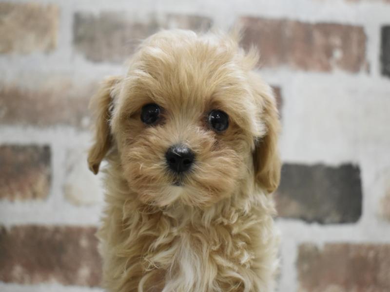 愛知県のマルプー(マルチーズ×プードル) (ワンラブ名古屋守山インター総本店/2025年10月10日生まれ/女の子/アプリコット)の子犬の1枚目の画像