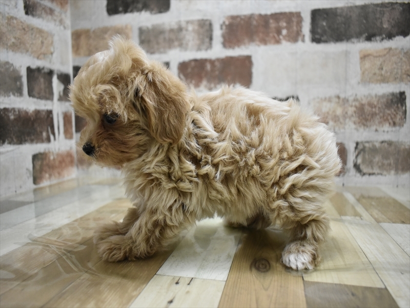 愛知県のマルプー(マルチーズ×プードル) (ワンラブ名古屋守山インター総本店/2025年10月10日生まれ/女の子/アプリコット)の子犬の3枚目の画像