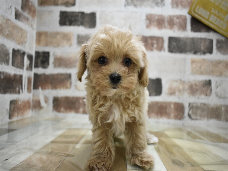 愛知県のマルプー(マルチーズ×プードル) (ワンラブ名古屋守山インター総本店/2025年10月10日生まれ/女の子/アプリコット)の子犬の2枚目の画像