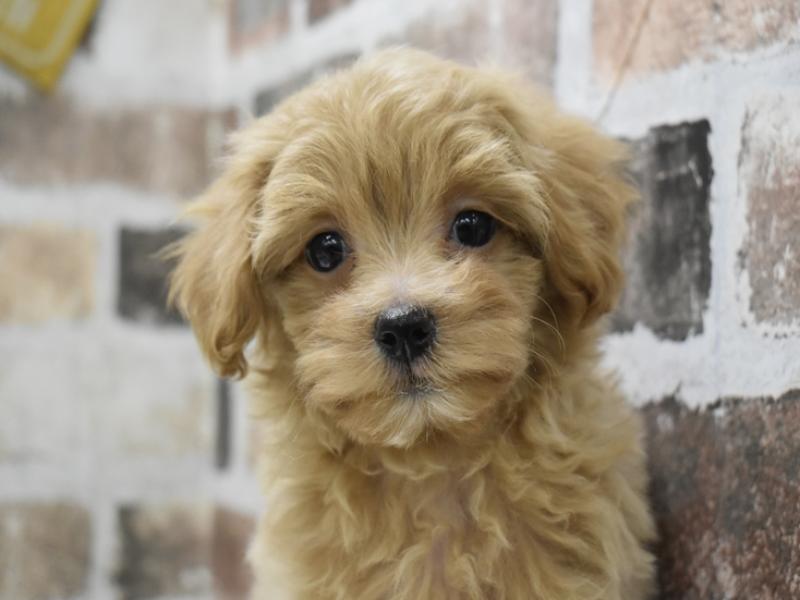 愛知県のマルプー(マルチーズ×プードル) (ワンラブ名古屋守山インター総本店/2025年10月10日生まれ/男の子/アプリコット)の子犬の1枚目の画像