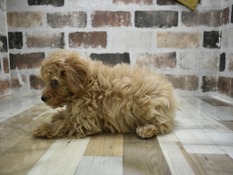 愛知県のマルプー(マルチーズ×プードル) (ワンラブ名古屋守山インター総本店/2025年10月10日生まれ/男の子/アプリコット)の子犬の3枚目の画像