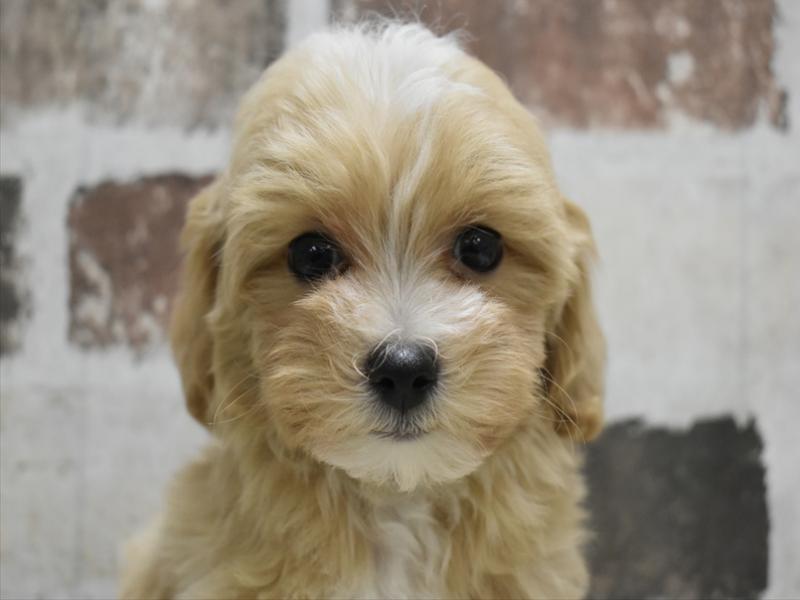 愛知県のマルプー(マルチーズ×プードル) (ワンラブ名古屋守山インター総本店/2025年10月10日生まれ/男の子/アプリコット)の子犬の1枚目の画像