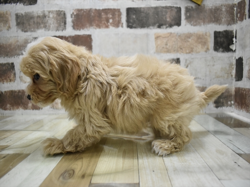 愛知県のマルプー(マルチーズ×プードル) (ワンラブ名古屋守山インター総本店/2025年10月10日生まれ/男の子/アプリコット)の子犬の3枚目の画像