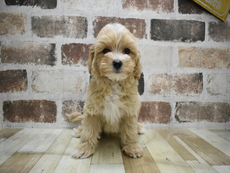 愛知県のマルプー(マルチーズ×プードル) (ワンラブ名古屋守山インター総本店/2025年10月10日生まれ/男の子/アプリコット)の子犬の2枚目の画像