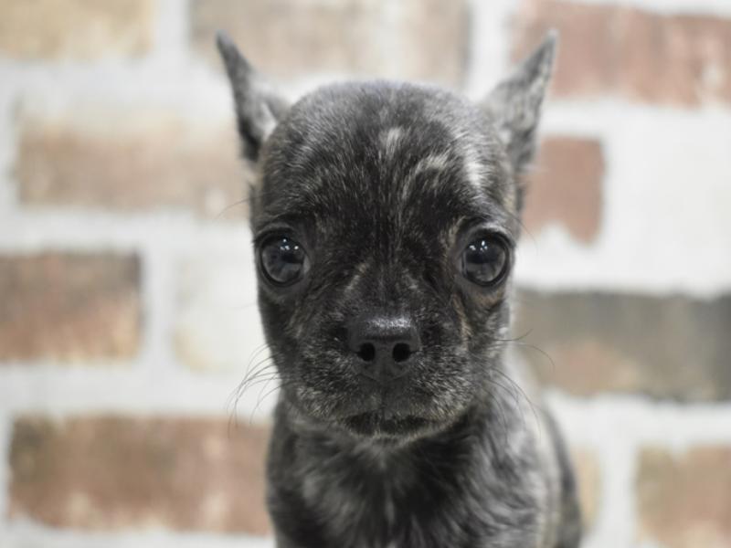 愛知県のチワブル(チワワ×フレンチブルドッグ) (ワンラブ名古屋守山インター総本店/2025年10月12日生まれ/男の子/ブリンドル)の子犬の1枚目の画像