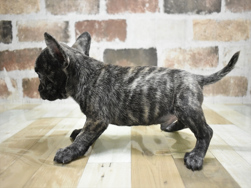 愛知県のチワブル(チワワ×フレンチブルドッグ) (ワンラブ名古屋守山インター総本店/2025年10月12日生まれ/男の子/ブリンドル)の子犬の3枚目の画像