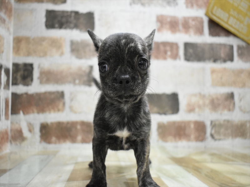 愛知県のチワブル(チワワ×フレンチブルドッグ) (ワンラブ名古屋守山インター総本店/2025年10月12日生まれ/男の子/ブリンドル)の子犬の2枚目の画像