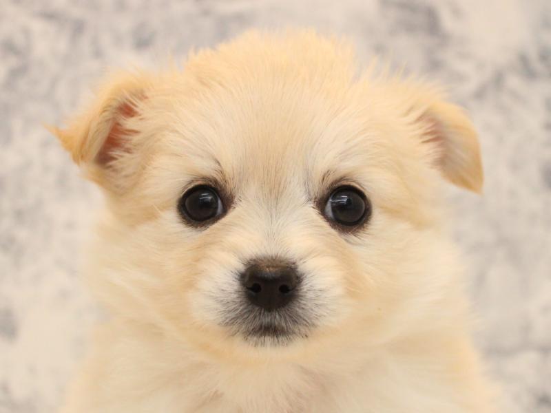 佐賀県のポメチワ/チワポメ/ポメチー(ポメラニアン×チワワ) (ワンラブゆめタウン佐賀店/2025年10月12日生まれ/女の子/クリーム)の子犬の1枚目の画像