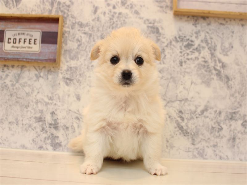 佐賀県のポメチワ/チワポメ/ポメチー(ポメラニアン×チワワ) (ワンラブゆめタウン佐賀店/2025年10月12日生まれ/女の子/クリーム)の子犬の2枚目の画像