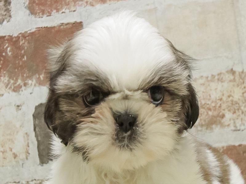 岐阜県のシーズー (ワンラブホームセンターバロー正木店(FC)/2025年10月6日生まれ/女の子/ゴールドホワイト)の子犬の1枚目の画像