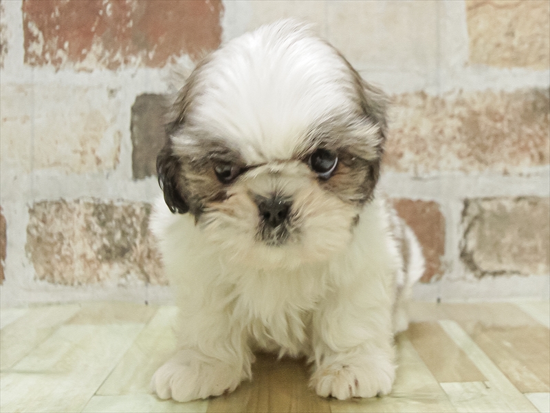 岐阜県のシーズー (ワンラブホームセンターバロー正木店(FC)/2025年10月6日生まれ/女の子/ゴールドホワイト)の子犬の3枚目の画像