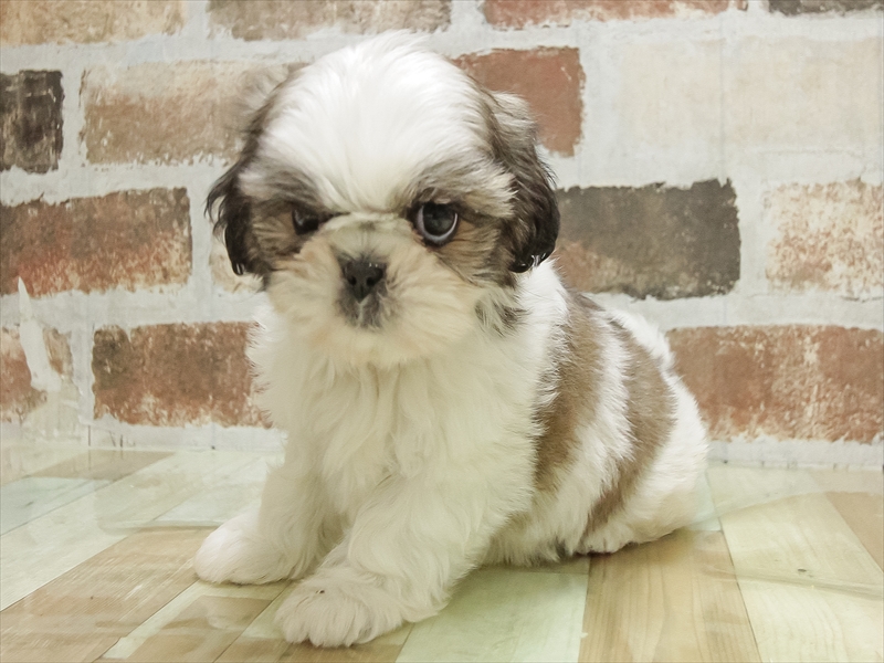 岐阜県のシーズー (ワンラブホームセンターバロー正木店(FC)/2025年10月6日生まれ/女の子/ゴールドホワイト)の子犬の2枚目の画像