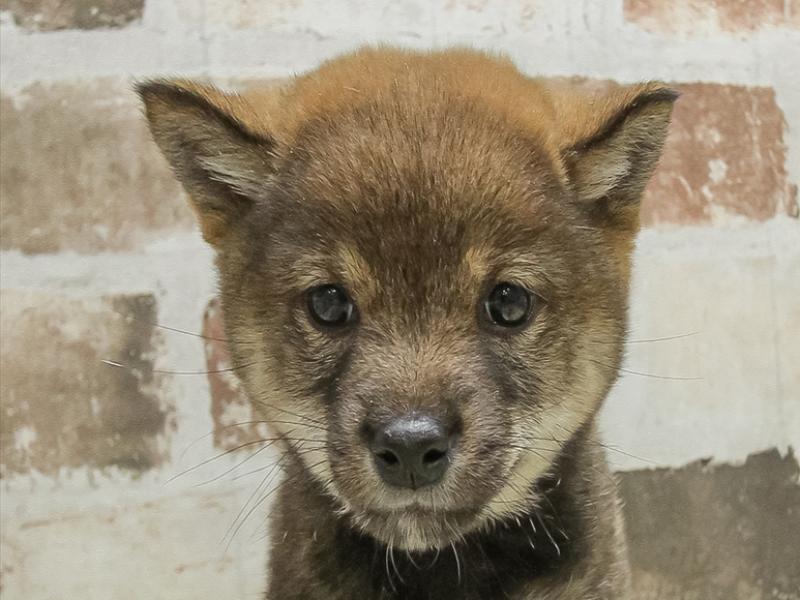 岐阜県の豆柴 (ワンラブ関山王通り店(FC)/2025年10月11日生まれ/女の子/胡麻)の子犬の1枚目の画像