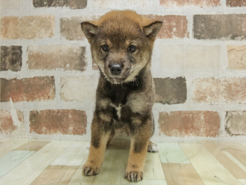 岐阜県の豆柴 (ワンラブ関山王通り店(FC)/2025年10月11日生まれ/女の子/胡麻)の子犬の3枚目の画像