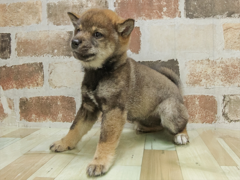 岐阜県の豆柴 (ワンラブ関山王通り店(FC)/2025年10月11日生まれ/女の子/胡麻)の子犬の2枚目の画像