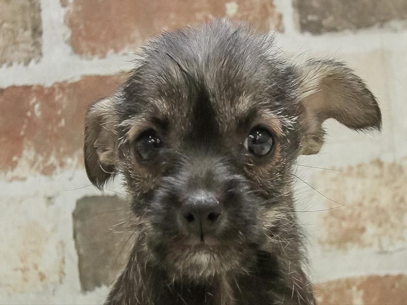 岐阜県のハーフ犬・ミックス犬 (ワンラブ関山王通り店(FC)/2025年10月9日生まれ/女の子/ワイルドボワー)の子犬の1枚目の画像