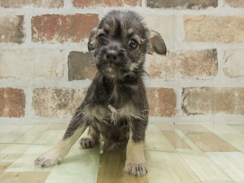 岐阜県のハーフ犬・ミックス犬 (ワンラブ関山王通り店(FC)/2025年10月9日生まれ/女の子/ワイルドボワー)の子犬の3枚目の画像