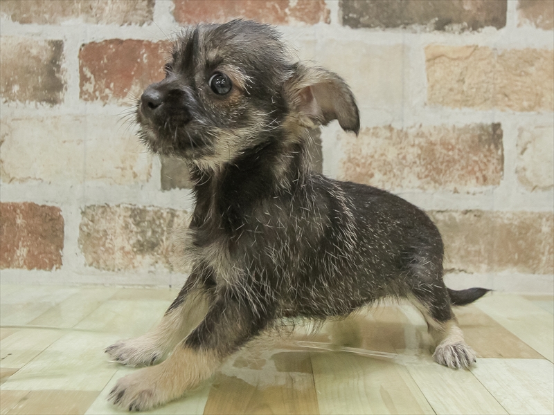 岐阜県のハーフ犬・ミックス犬 (ワンラブ関山王通り店(FC)/2025年10月9日生まれ/女の子/ワイルドボワー)の子犬の2枚目の画像