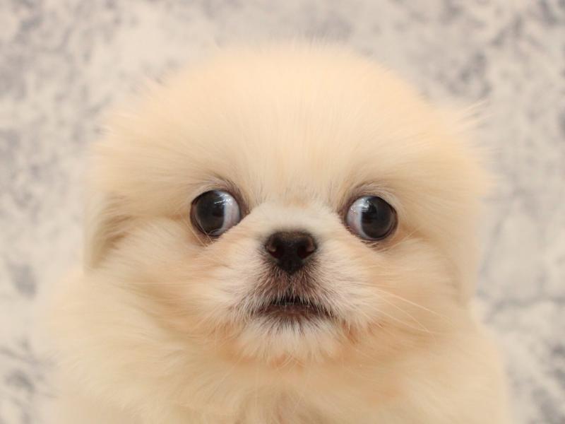 東京都のペキニーズ (ワンラブイーアス高尾店/2025年10月12日生まれ/男の子/ホワイト)の子犬