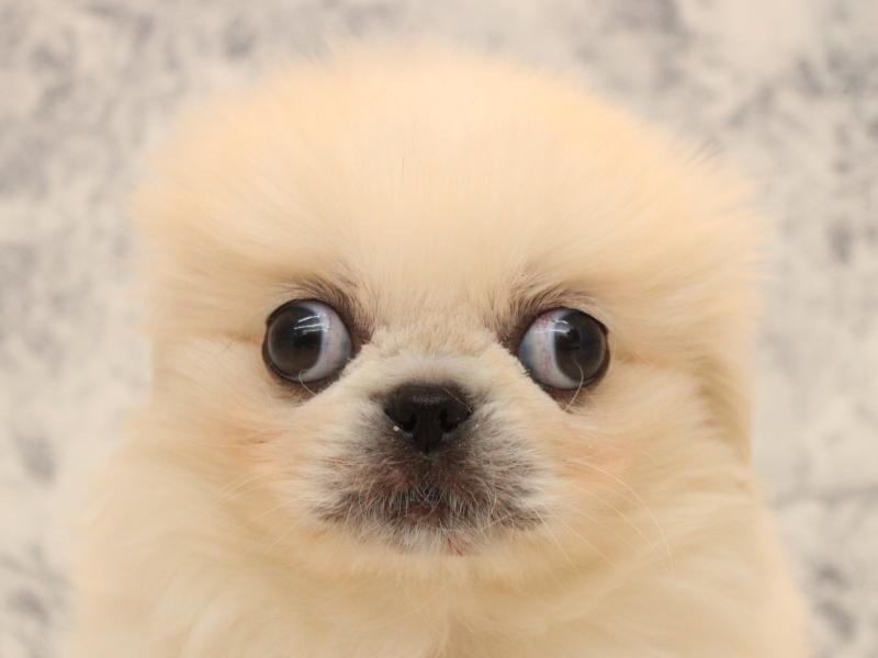 福岡県のペキニーズ (ワンラブ福岡総本店/2025年10月12日生まれ/男の子/ホワイト)の子犬の1枚目の画像