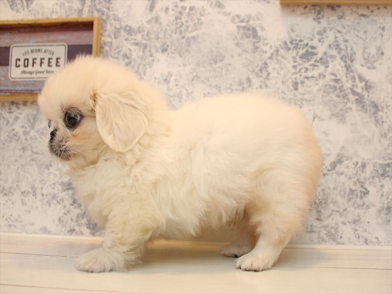 福岡県のペキニーズ (ワンラブ福岡総本店/2025年10月12日生まれ/男の子/ホワイト)の子犬の3枚目の画像