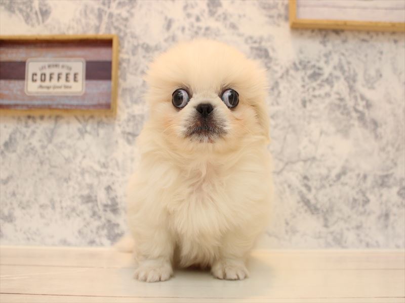 福岡県のペキニーズ (ワンラブ福岡総本店/2025年10月12日生まれ/男の子/ホワイト)の子犬の2枚目の画像