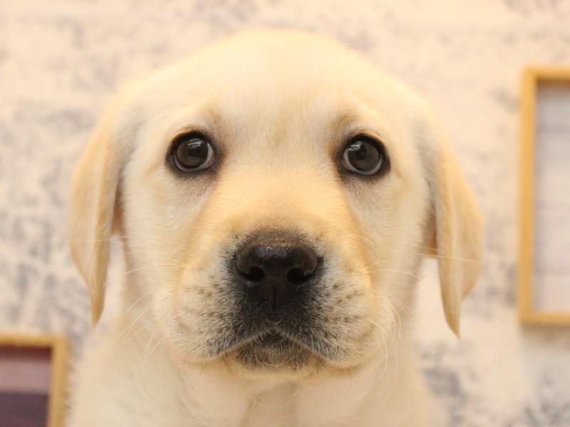 福岡県のラブラドールレトリーバー (ワンラブ福岡総本店/2025年10月13日生まれ/男の子/イエロー)の子犬の1枚目の画像