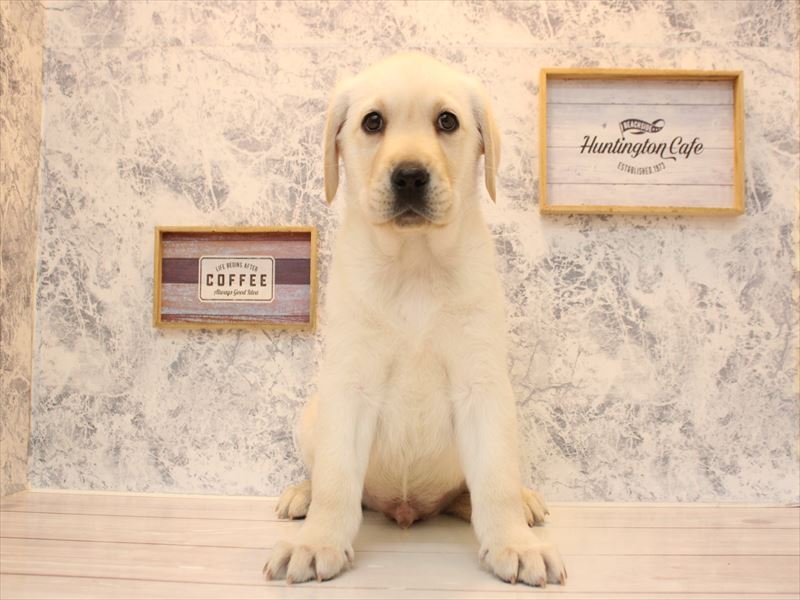 福岡県のラブラドールレトリーバー (ワンラブ福岡総本店/2025年10月13日生まれ/男の子/イエロー)の子犬の3枚目の画像