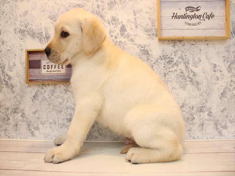 福岡県のラブラドールレトリーバー (ワンラブ福岡総本店/2025年10月13日生まれ/男の子/イエロー)の子犬の2枚目の画像