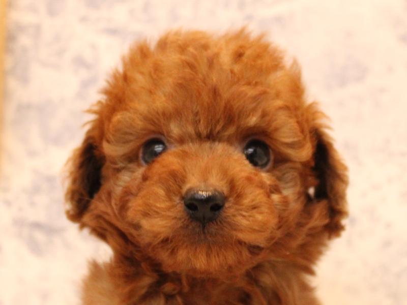 青森県のトイプードル(トイ) (ワンラブエルムの街店/2025年10月12日生まれ/女の子/レッド)の子犬の1枚目の画像