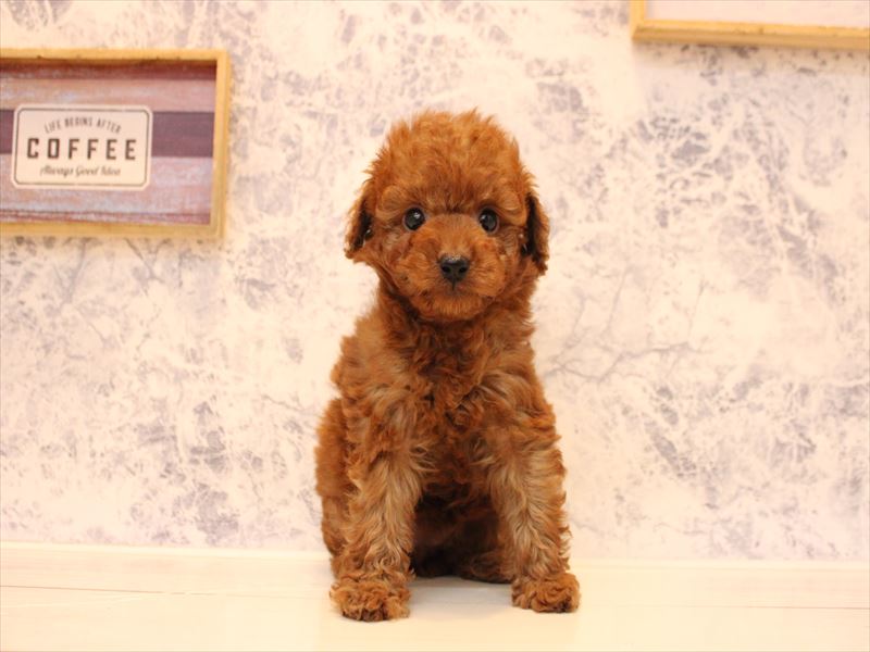青森県のトイプードル(トイ) (ワンラブエルムの街店/2025年10月12日生まれ/女の子/レッド)の子犬の2枚目の画像