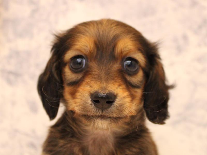 神奈川県のカニンヘンダックスフンド(ロング) (ワンラブららぽーと海老名店/2025年10月13日生まれ/女の子/シェーデットレッド)の子犬の1枚目の画像