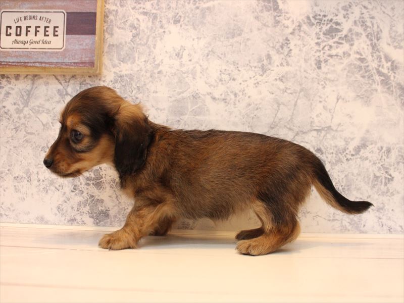 神奈川県のカニンヘンダックスフンド(ロング) (ワンラブららぽーと海老名店/2025年10月13日生まれ/女の子/シェーデットレッド)の子犬の3枚目の画像